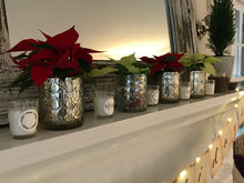 Load image into Gallery viewer, Merry Tea Lights, Balsam Fir & Pine Needle Scent ~ antiviral properties of defense